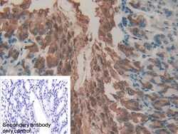 Invitrogen Gastrokine 2 Polyclonal Antibody 200 &mu;L; Unconjugated:Antibodies,
