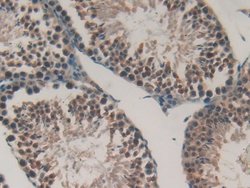 Invitrogen Gastrokine 2 Polyclonal Antibody 200 &mu;L; Unconjugated:Antibodies,