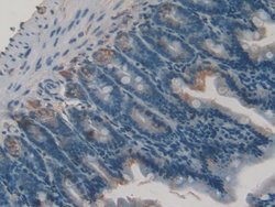 Invitrogen Gastrokine 2 Polyclonal Antibody 200 &mu;L; Unconjugated:Antibodies,