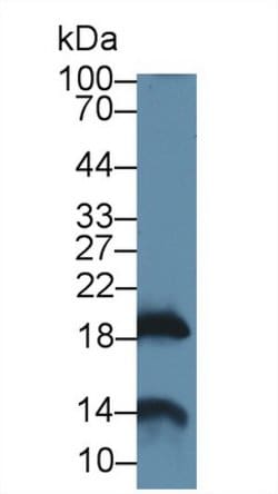 Invitrogen Gastrokine 2 Polyclonal Antibody 200 &mu;L; Unconjugated:Antibodies,