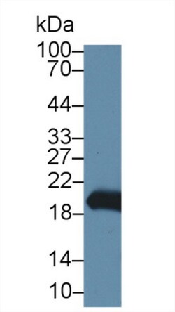 Invitrogen Gastrokine 2 Polyclonal Antibody 200 &mu;L; Unconjugated:Antibodies,