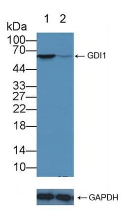 Invitrogen GDI1 Polyclonal Antibody:Antibodies:Primary Antibodies