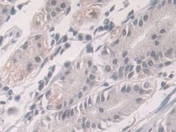 Invitrogen Glucocorticoid Receptor Polyclonal Antibody 20 &mu;L; Unconjugated:Antibodies,