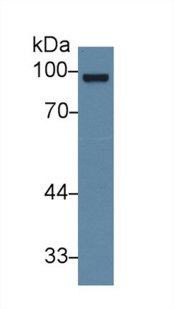 Invitrogen Glucocorticoid Receptor Polyclonal Antibody 20 &mu;L; Unconjugated:Antibodies,
