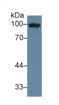 Invitrogen Glucocorticoid Receptor Polyclonal Antibody 20 &mu;L; Unconjugated:Antibodies,