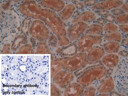 Invitrogen GPX4 Polyclonal Antibody:Antibodies:Primary Antibodies