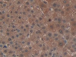 Invitrogen GPX4 Polyclonal Antibody 200 &mu;L; Unconjugated:Antibodies,