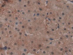 Invitrogen GPX4 Polyclonal Antibody 200 &mu;L; Unconjugated:Antibodies,