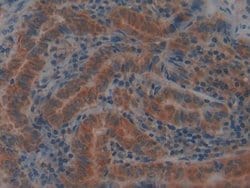 Invitrogen GPX4 Polyclonal Antibody 200 &mu;L; Unconjugated:Antibodies,