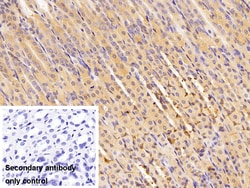 Invitrogen GPX4 Polyclonal Antibody:Antibodies:Primary Antibodies
