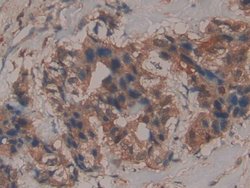 Invitrogen GPX4 Polyclonal Antibody 200 &mu;L; Unconjugated:Antibodies,