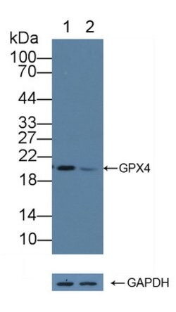 Invitrogen GPX4 Polyclonal Antibody 200 &mu;L; Unconjugated:Antibodies,