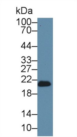 Invitrogen GPX4 Polyclonal Antibody 200 &mu;L; Unconjugated:Antibodies,