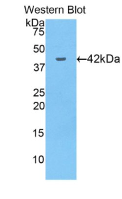Invitrogen GPX4 Polyclonal Antibody 200 &mu;L; Unconjugated:Antibodies,