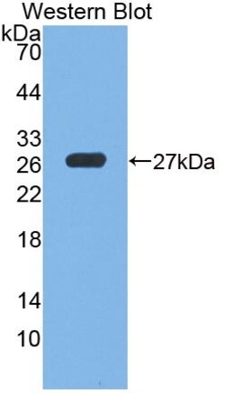Invitrogen GPX6 Polyclonal Antibody:Antibodies:Primary Antibodies
