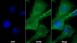 Invitrogen GSTA4 Polyclonal Antibody:Antibodies:Primary Antibodies