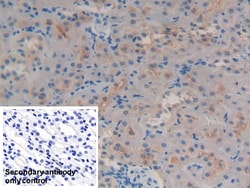 Invitrogen GSTA4 Polyclonal Antibody:Antibodies:Primary Antibodies