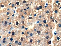 Invitrogen GSTA3 Polyclonal Antibody 20 &mu;L; Unconjugated:Antibodies,