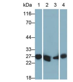 Invitrogen GSTA3 Polyclonal Antibody 20 &mu;L; Unconjugated:Antibodies,