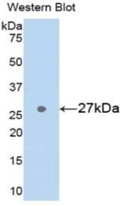 Invitrogen GSTA3 Polyclonal Antibody 20 &mu;L; Unconjugated:Antibodies,