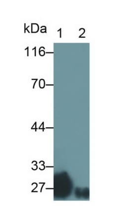 Invitrogen GSTA3 Polyclonal Antibody 20 &mu;L; Unconjugated:Antibodies,