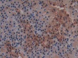Invitrogen GSTT2 Polyclonal Antibody 20 &mu;L; Unconjugated:Antibodies,