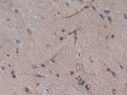 Invitrogen GSTT2 Polyclonal Antibody 20 &mu;L; Unconjugated:Antibodies,