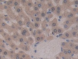 Invitrogen GSTT2 Polyclonal Antibody 20 &mu;L; Unconjugated:Antibodies,