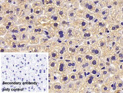 Invitrogen PYGM Polyclonal Antibody 200 &mu;L; Unconjugated:Antibodies,