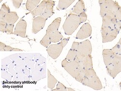Invitrogen PYGM Polyclonal Antibody 200 &mu;L; Unconjugated:Antibodies,