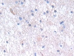 Invitrogen GLTP Polyclonal Antibody:Antibodies:Primary Antibodies