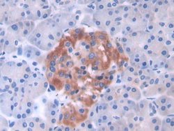 Invitrogen GLTP Polyclonal Antibody:Antibodies:Primary Antibodies