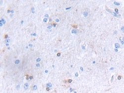 Invitrogen GLTP Polyclonal Antibody:Antibodies:Primary Antibodies