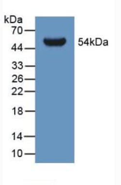 Invitrogen GLTP Polyclonal Antibody:Antibodies:Primary Antibodies