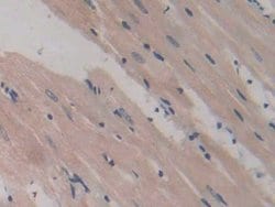 Invitrogen CD42a Polyclonal Antibody 200 &mu;L; Unconjugated:Antibodies,