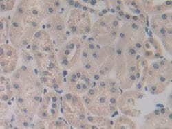 Invitrogen CD42a Polyclonal Antibody 200 &mu;L; Unconjugated:Antibodies,