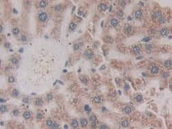 Invitrogen CD42a Polyclonal Antibody 200 &mu;L; Unconjugated:Antibodies,