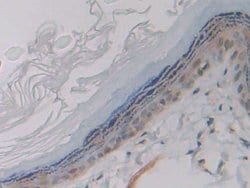 Invitrogen CD42a Polyclonal Antibody 200 &mu;L; Unconjugated:Antibodies,