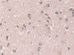 Invitrogen Grancalcin Polyclonal Antibody 200 &mu;L; Unconjugated:Antibodies,