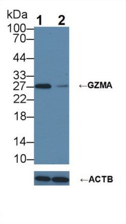 Invitrogen Granzyme A Polyclonal Antibody:Antibodies:Primary Antibodies