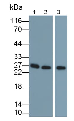 Invitrogen Granzyme A Polyclonal Antibody:Antibodies:Primary Antibodies