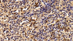 Invitrogen Granzyme M Polyclonal Antibody 20 &mu;L; Unconjugated:Antibodies,