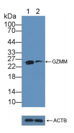 Invitrogen Granzyme M Polyclonal Antibody 20 &mu;L; Unconjugated:Antibodies,