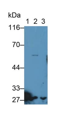Invitrogen Granzyme M Polyclonal Antibody 20 &mu;L; Unconjugated:Antibodies,