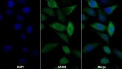 Invitrogen GAB3 Polyclonal Antibody 200 &mu;L; Unconjugated:Antibodies,