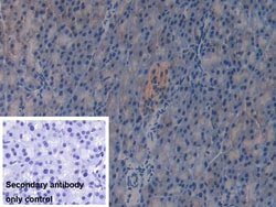 Invitrogen GAB3 Polyclonal Antibody 200 &mu;L; Unconjugated:Antibodies,