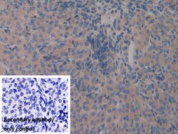 Invitrogen GAB3 Polyclonal Antibody 200 &mu;L; Unconjugated:Antibodies,