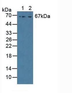 Invitrogen GAB3 Polyclonal Antibody 200 &mu;L; Unconjugated:Antibodies,