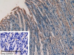 Invitrogen GREM1 Polyclonal Antibody 20 &mu;L; Unconjugated:Antibodies,