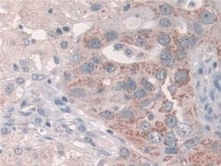 Invitrogen GRB10 Polyclonal Antibody:Antibodies:Primary Antibodies